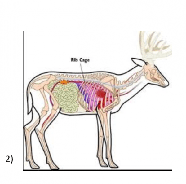 ANATOMY OF A WHITETAIL Habitat Podcast