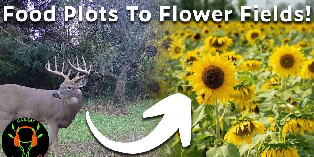 Habitat Podcast 337: Turning Tillable Into Tourism: How Corey Sullivan Is Making Money With A U-Pick Flower Business On His Hunting Property
