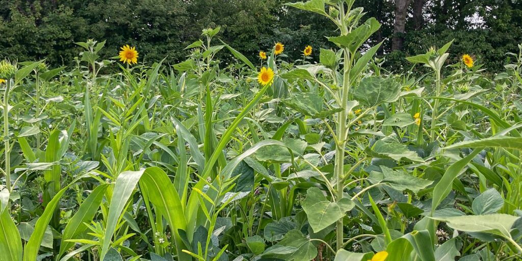 Habitat Podcast 328: When Is The Best Time To Plant Your Spring Food Plots and What Amendments Should You Use With Your Food Plot Seeds with Al Tomechko, Jake Bollinger, and Andy Hutchens