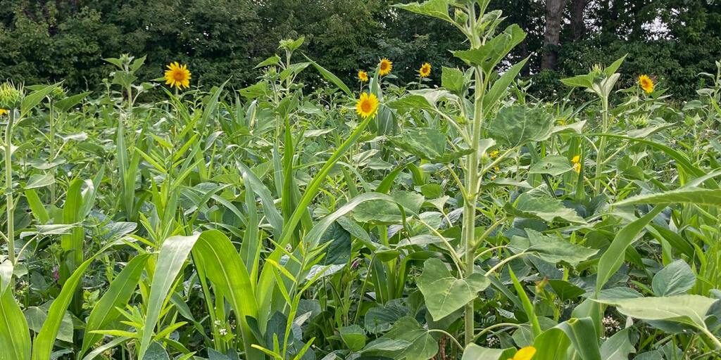 Habitat Podcast 328: When Is The Best Time To Plant Your Spring Food Plots and What Amendments Should You Use With Your Food Plot Seeds with Al Tomechko, Jake Bollinger, and Andy Hutchens