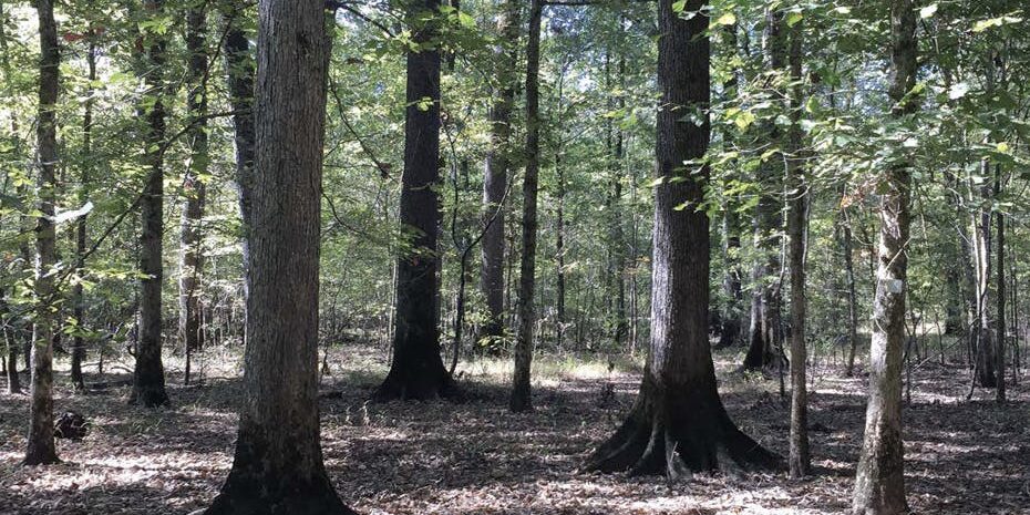 Habitat Podcast 287. Is habitat management in the Deep South really that different from the Midwest? with Raleigh Galiano