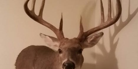 Habitat Podcast Habitat Podcast #178 &#8211; David Gage #2 &#8211; Big Bucks &amp; Living Soil, Maximizing Seed &amp; Fertilizer Costs, Nutrient Density &amp; Antler Development &amp; Maximizing Microbiology to Unlock Genetic Potential in a Deer Herd