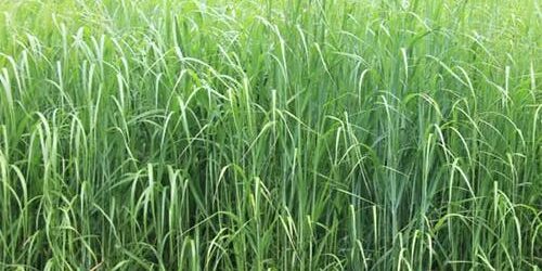 Habitat Podcast #315 &#8211; Everything you need to know about switchgrass for habitat managemenet with Roger Sampson