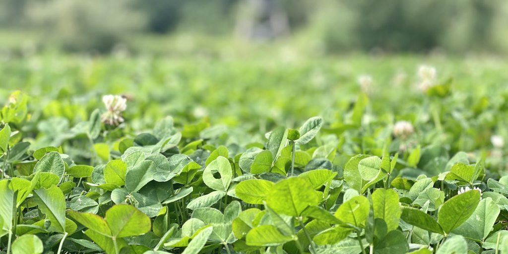 clover clover